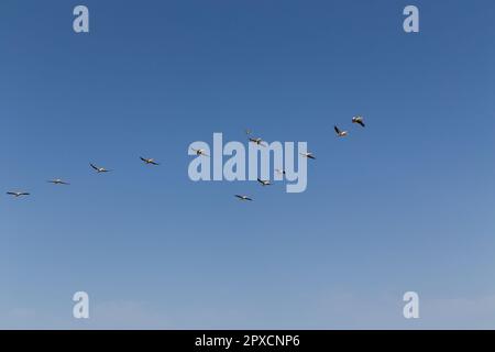 Schar fliegender Pelikane am blauen Himmel. Es handelt sich um einen Pelikan mit rosafarbenem Rücken, Pelecanus rufescens im Nationalpark Djoudj, Senegal. Es ist Vogelschutzgebiet in Afrika Stockfoto