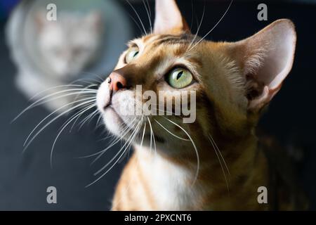 Katzen oder Katzen sind gute Haustiere, da sie sehr sauber sind. Sie sind sehr ruhig und stören einen nicht sehr Stockfoto