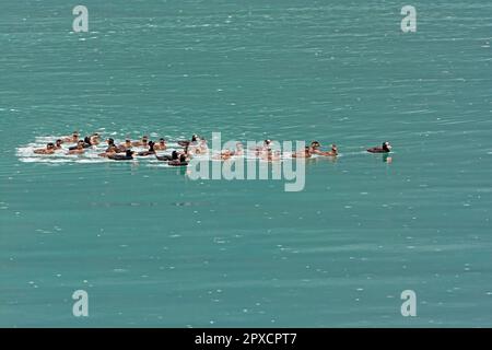 Eine große Gruppe von Surf-Scootern an einer Meeresküste in der Nähe von Haines, Alaska Stockfoto