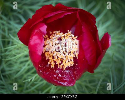 Eine rote Fern Leaf Peony Blüte, Paeonia tenuifolia, auf üppigem grünen Hintergrund im Frühling, Sommer, Lancaster, Pennsylvania Stockfoto