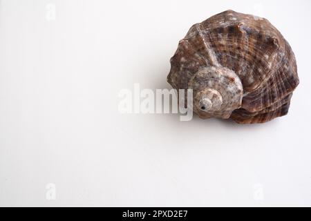 Rapana, Gattung der fleischfressenden Meeresschnecken der Muricidae. Die Schale ist weitgehend oval, grau-braun mit spiralförmigen Rippen und axial Stockfoto