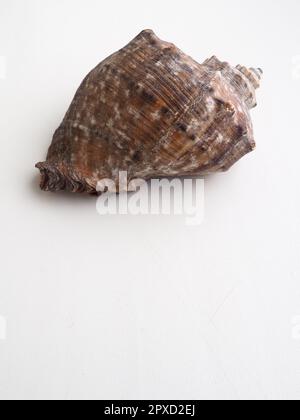 Rapana, Gattung der fleischfressenden Meeresschnecken der Muricidae. Die Schale ist weitgehend oval, grau-braun mit spiralförmigen Rippen und axial Stockfoto
