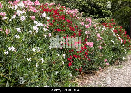 Wunderschöne kleine Oleander-Blumen. Ein giftiger immergrüner Strauß, der in warmen Ländern aufgrund seiner Anhäufung weißer, rosa oder roter Blumen weit verbreitet ist. Stockfoto