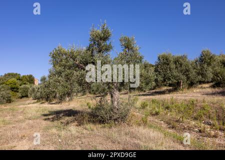 Alte Olivenhaine auf einem Hügel in Montemassi in der Provinz Grosseto. Toskana. Italien Stockfoto