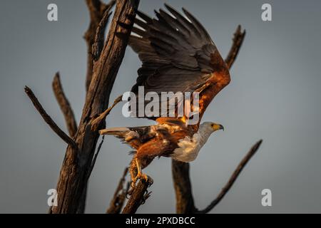 Afrikanischer Fischadler hebt Flügel Stockfoto