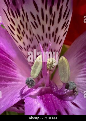 Blume Stationen nah dran, Makroaufnahme Stockfoto