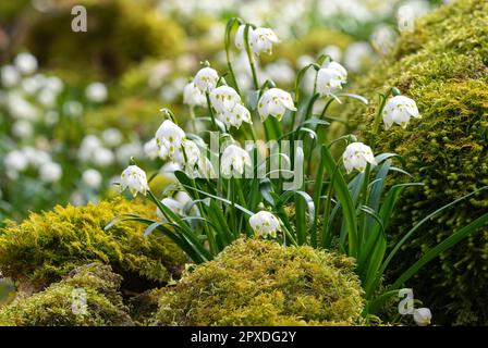 Frühlings-Schneeflocke (Leucojum vernum)-Gruppe in Nahaufnahme inmitten von Moos Stockfoto