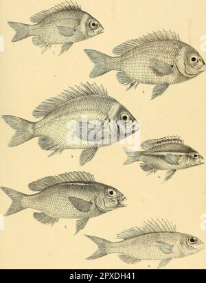 "Die Fische Indiens; eine Naturgeschichte der Fische, die bekanntermaßen in den Meeren und Süßgewässern Indiens, Birmas und Ceylons leben" (1875) Stockfoto