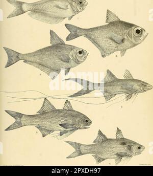 "Die Fische Indiens; eine Naturgeschichte der Fische, die bekanntermaßen in den Meeren und Süßgewässern Indiens, Birmas und Ceylons leben" (1875) Stockfoto