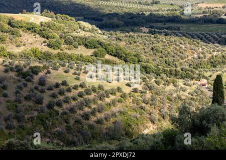 Ackerland und Olivenhaine um Montemassi in der Provinz Grosseto. Italien Stockfoto