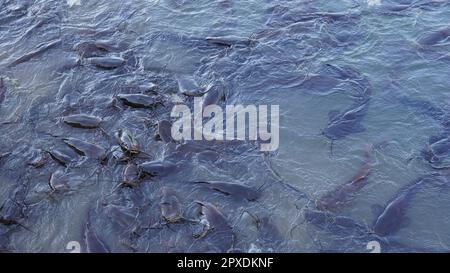 Schwarzer Süßwasserkatzen. Eine Gruppe Welse, die im Sumpf auf Brot warten. Stockfoto