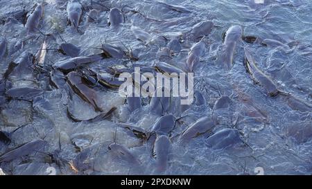 Schwarzer Süßwasserkatzen. Eine Gruppe Welse, die im Sumpf auf Brot warten. Stockfoto