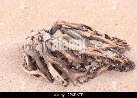 Getrocknete Algen auf Sand Stockfoto