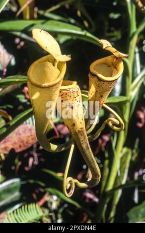 Madagaskar Kannenpflanze (Nepenthes madagascariensis), Fort-dauphin, Anosy, Madagaskar, Afrika Stockfoto