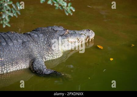 Krokodil auf der Pattaya Crocodile Farm in der Nähe der Stadt Pattaya in der Provinz Chonburi in Thailand, Thailand, Pattaya, November 2022 Stockfoto