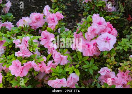 Hilda Niblett Azalea mit zarten rosa Blüten Stockfoto