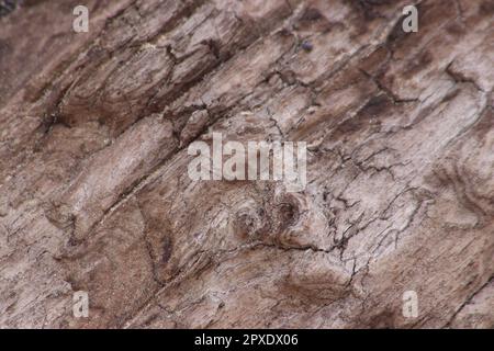 Treibholz am Strand angespült Stockfoto