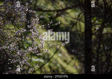 Wunderschöne weiße Blüten eines Mandelbaums mit Hintergrundbeleuchtung auf grünem Hintergrund Stockfoto