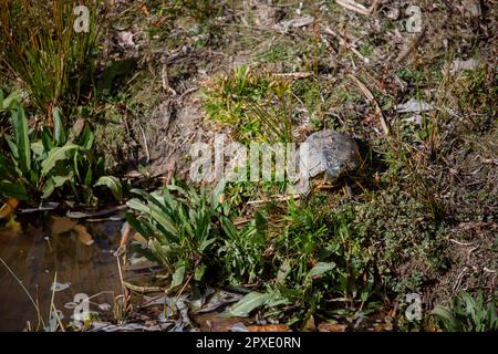 Gelbohrige Schildkröte, die sich in der Sonne am Fluss Manzanares in Madrid sonnt Stockfoto