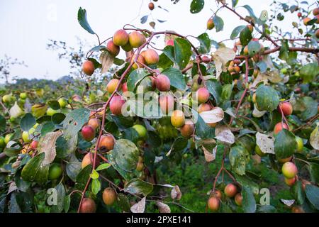 Obstbaum mit unreifen roten Jujube-Früchten oder Apfel kul Boroi im Herbstgarten. Stockfoto