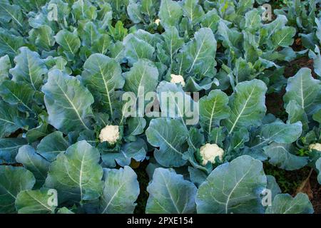 Frischer Blumenkohl das rohe Gemüse wächst in organischem Boden im Garten. Ökologischer Anbau frischer Blumenkohlpflanzen Stockfoto