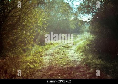 Magischer Wanderweg in Waldlandschaft Foto. Wunderschöne Naturlandschaft mit Bäumen im Hintergrund. Idyllische Szene. Hohe Bildqualität für Stockfoto