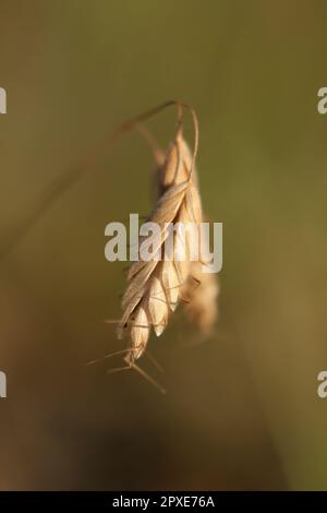 Close up gold ear of wheat concept photo. Crop growth. Agronomic yield. Front view photography with blurred background. High quality picture for wallp Stockfoto