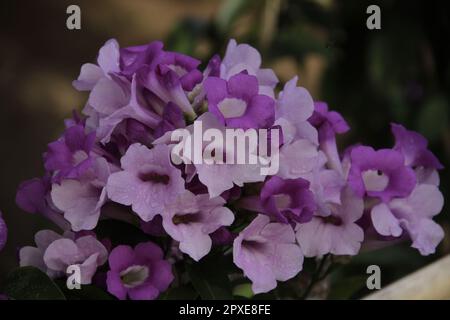 Lila Trompetenblume (Mandevilla sanderi) im Hof Stockfoto