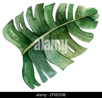 Aquarell-grünes Monstera-Blatt, Draufsicht. Handgezeichnete realistische Illustration. Botanisches exotisches Blatt der Bananenpflanze Stockfoto