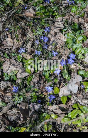 Wilde Hepatica hepatica im Wald Stockfoto