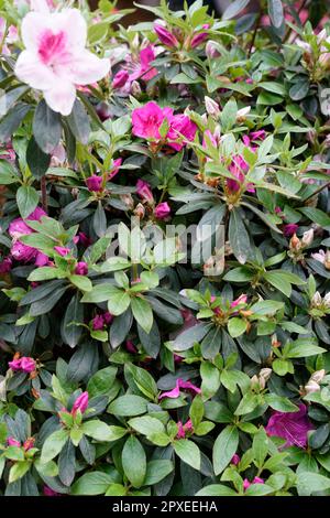 Azalea Rhododendron, Rhododendron, Ericaceae, Orticola die Marktausstellung von ungewöhnlichen, seltenen und antiken Blumen, Pflanzen und Früchten in Montanelli Stockfoto