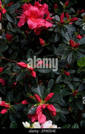 Azalea Rhododendron, Rhododendron, Ericaceae, Orticola die Marktausstellung von ungewöhnlichen, seltenen und antiken Blumen, Pflanzen und Früchten in Montanelli Stockfoto