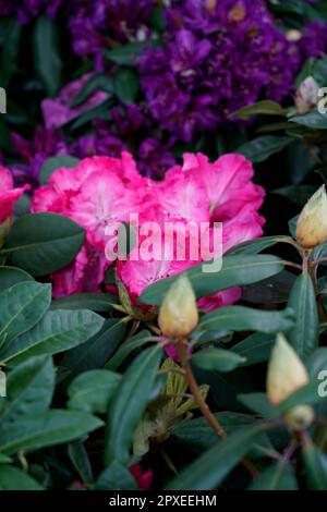 Azalea Rhododendron, Rhododendron, Ericaceae, Orticola die Marktausstellung von ungewöhnlichen, seltenen und antiken Blumen, Pflanzen und Früchten in Montanelli Stockfoto