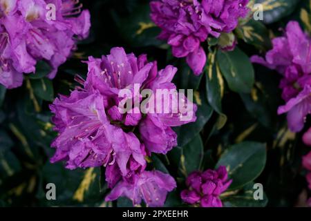 Azalea Rhododendron, Rhododendron, Ericaceae, Orticola die Marktausstellung von ungewöhnlichen, seltenen und antiken Blumen, Pflanzen und Früchten in Montanelli Stockfoto