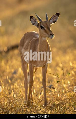 Der junge Impala mit Hintergrundbeleuchtung steht vor der Kamera Stockfoto