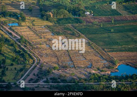 Ein Reisfeld in der Nähe der Stadt Lopburi in der Provinz Lopburi in Thailand, Thailand, Lopburi, November 2022 Stockfoto