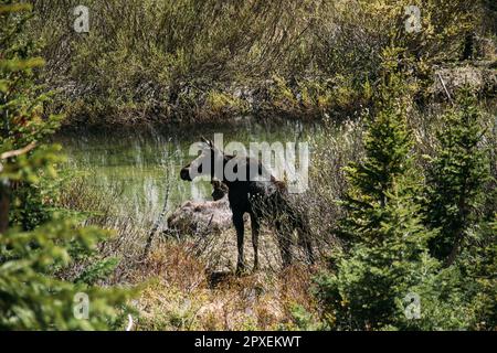 Ein majestätischer Elch in einer üppigen Grasfläche in der Nähe eines ruhigen Wassers Stockfoto