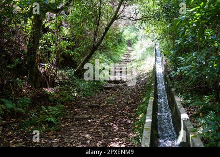 Blick auf die Levada da Serra do Faial auf dem Teil von Ribeiro Frio nach Portela. Stockfoto