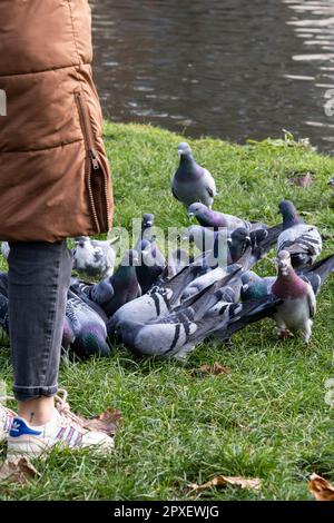 Eine Frau fütterte eine Herde von Feral Pigeons Columba livia forma urbana am Ufer eines Sees in Newquay in Cornwall im Vereinigten Königreich. Stockfoto