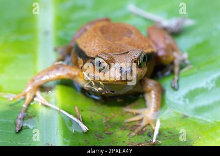 Dyscophus guineti, falscher Tomatenfrosch oder Sambava-Tomatenfrosch, ist eine Froschart aus der Familie Microhylidae, Reserve Peyrieras Madagaskar exotisch. Stockfoto