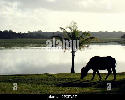 Büffel in einer Region überfluteter Felder im Amazonasgebiet im Norden Brasiliens. Stockfoto