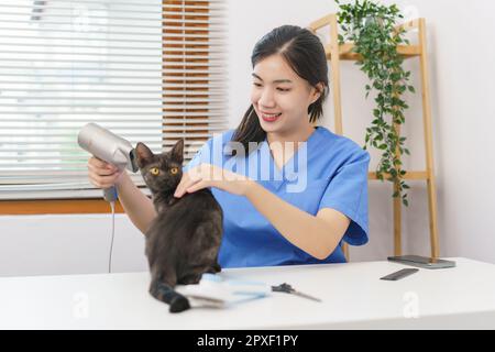 Haustiersalon-Konzept, Tierärztin mit Fön auf der Katze im Salon. Stockfoto