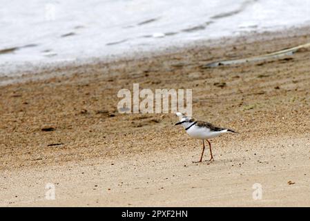 Ein Halssteiger (Charadrius collaris), der am Strand in Brasilien entlang spaziert Stockfoto