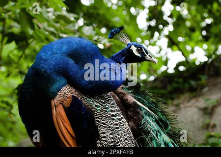 Ein wunderschöner Pfau im Zoo, der sein farbenfrohes Gefieder zeigt. China. Stockfoto