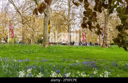 Blick auf die Mall von St. James's Park, London, mit Bluebells im Vordergrund eine Woche vor der Krönung von König Karl III Stockfoto