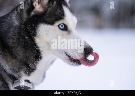 Sibirischer Husky steht im Hof und leckt die Nase Stockfoto