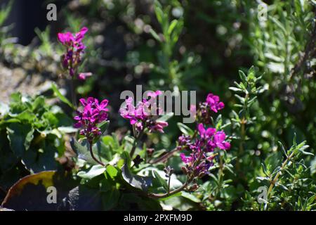 Violette Steinkresse Stockfoto