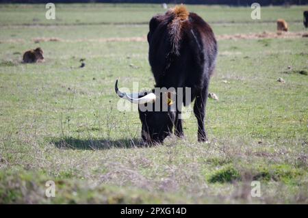 Kuhporträt mit braunem Fell an einem schönen Sommertag mit Sonnenlicht bei einer hey-Fütterung in einem Naturschutzgebiet in Sauerland in Deutschland Stockfoto