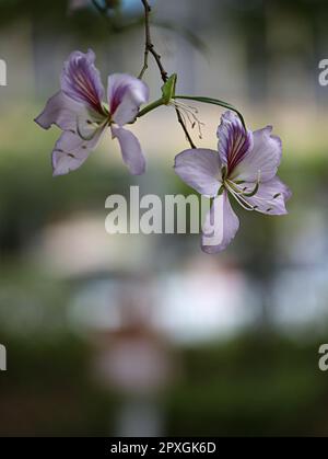 Eine Nahaufnahme einer wunderschönen violetten Blumenpflanze Stockfoto