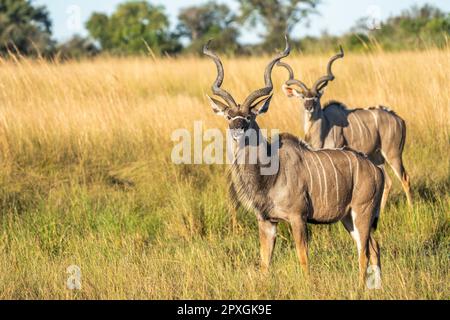 Großkudu (Tragelaphus strepsiceros), Nahporträt eines erwachsenen Mannes, der im Gras steht, zeigt seine Kudu-Hörner. Caprivi-Streifen, Namibia, Afrika Stockfoto